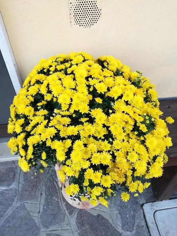 The Yellow House Fiumicino